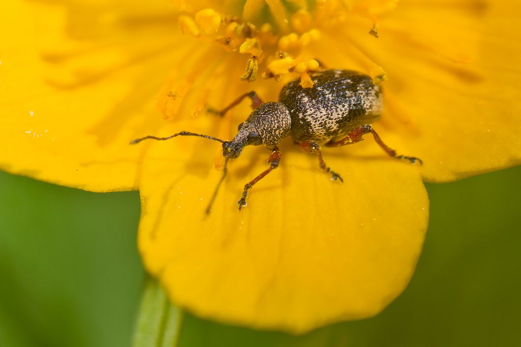 Curculionidae da identificare: Otiorhynchus (Majetnecus) lepidopterus